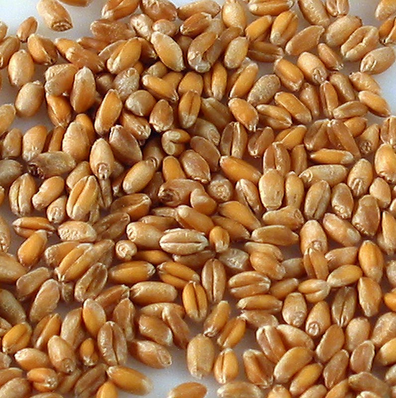 Volkoren biologisch 1 kg, gezond volkorenbrood gemaakt van biologische tarwe